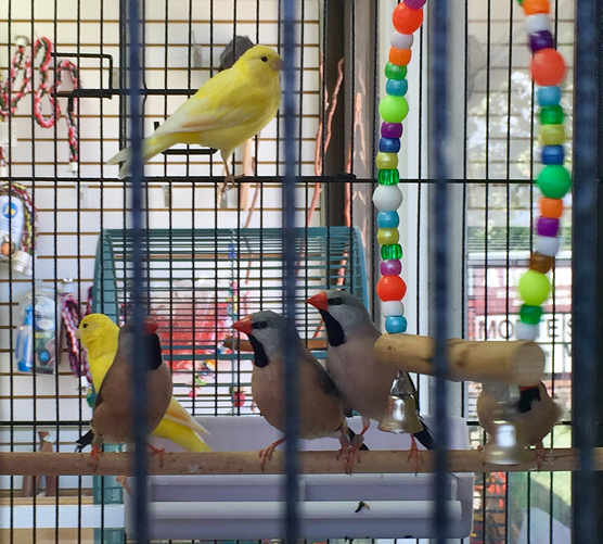 Pet Birds: The Hands-Off Color 및 Songbirds