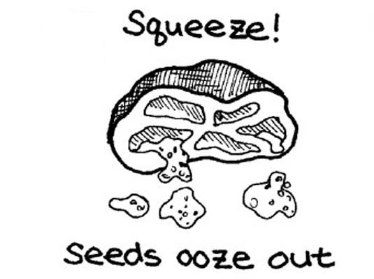 신선한 토마토의 껍질을 벗기고 씨를 뿌리고 자르기