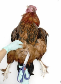 닭 부검: 내부 장기