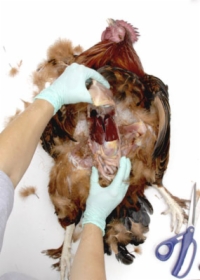 닭 부검: 내부 장기