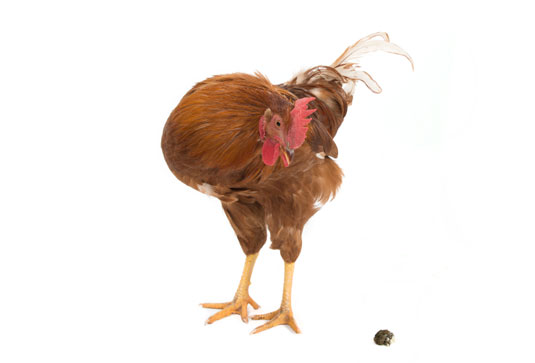 방목 닭에서 기대할 수 있는 것