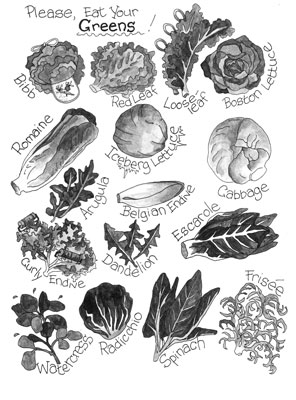 양상추(또는 마일드 그린) 식별