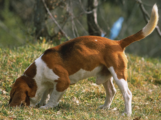 귀하의 Beagle을 위한 쇼 및 대회