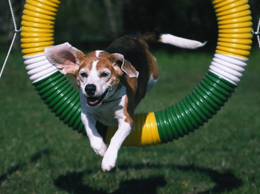 귀하의 Beagle을 위한 쇼 및 대회