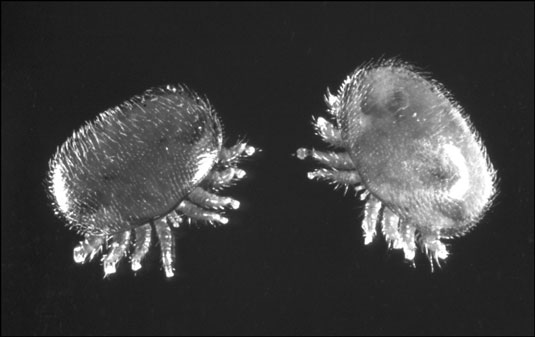 벌집에서 Varroa 진드기를 감지하는 방법