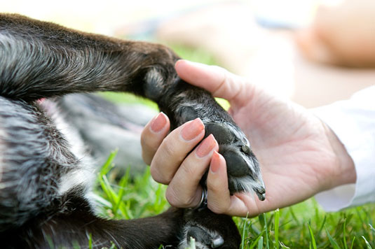 Paw in Hand, 사람과 개 사진 찍기