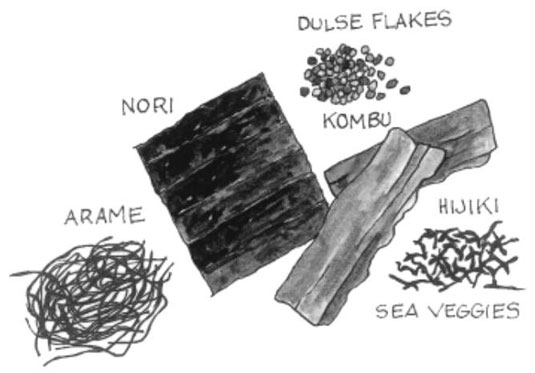 바다 야채는 무엇이며 어떤 역할을 하는지